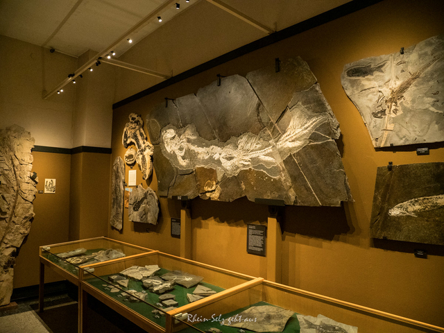 Paläontologisches Museum in Nierstein